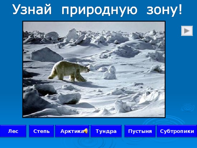 Арктика Лес Степь Тундра Пустыня Субтропики 