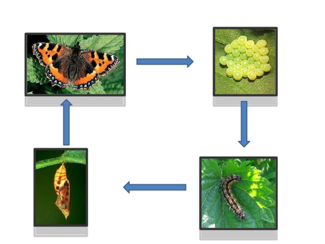 Составьте схему развития бабочки