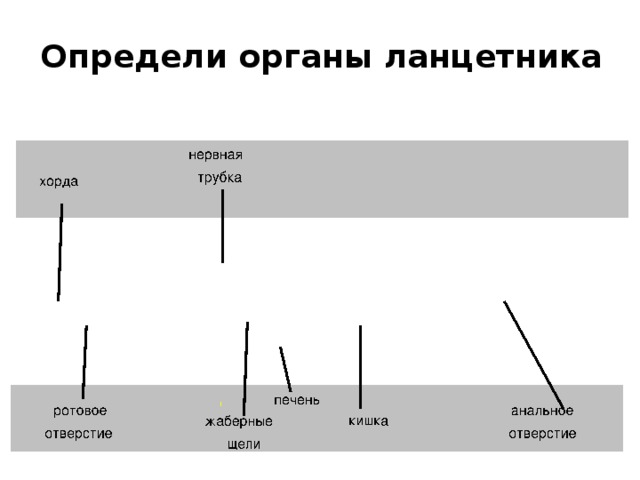 Определи органы ланцетника 