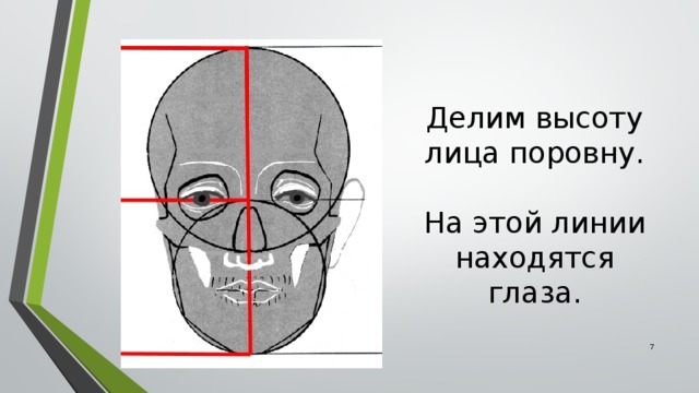 Высота лица. Морфологическая высота лица. Линия глаз делит высоту лица. Лицо по высоте делится.