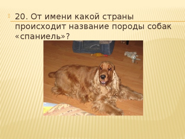 20. От имени какой страны происходит название породы собак «спаниель»? 