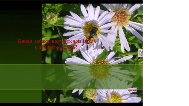 Какая собака получится из 16 кг и хвойнего дерева? 