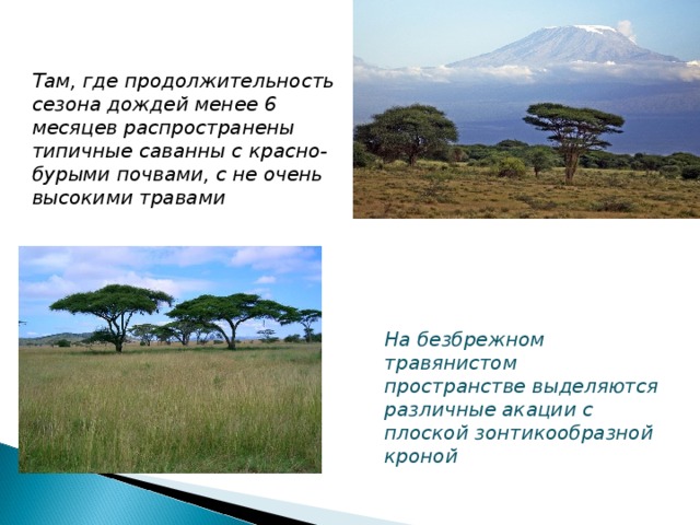 Там, где продолжительность сезона дождей менее 6 месяцев распространены типичные саванны с красно-бурыми почвами, с не очень высокими травами На безбрежном травянистом пространстве выделяются различные акации с плоской зонтикообразной кроной 