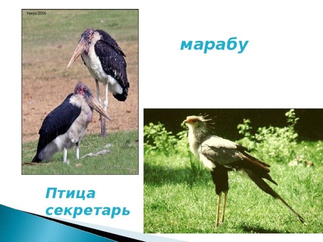 марабу Птица секретарь 