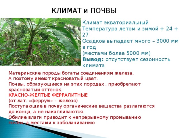 Годовая температура в экваториальном поясе. Экваториальный климат летом. Экваториальный температура летом и зимой. Влажные экваториальные леса климат зимой и летом. Температура летом и зимой в экваториальных лесах.