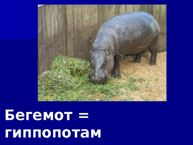 Бегемот = гиппопотам 