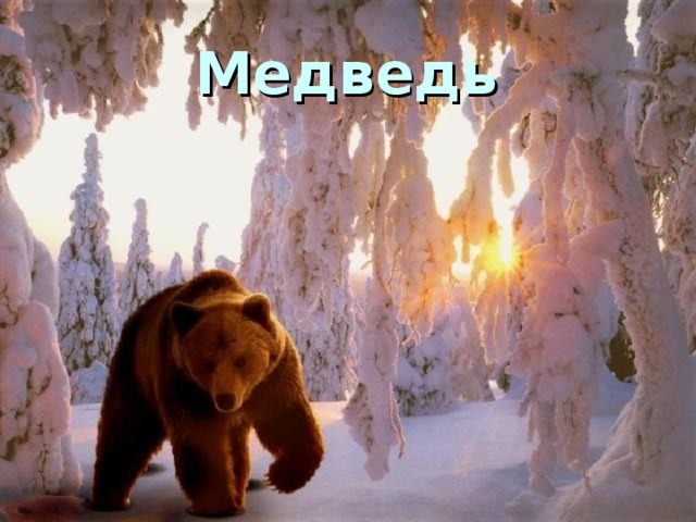 Медведь 