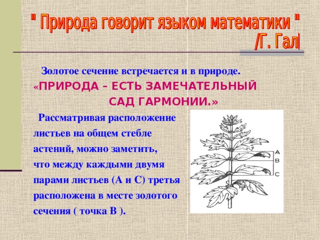  Золотое сечение встречается и в природе.  « ПРИРОДА – ЕСТЬ ЗАМЕЧАТЕЛЬНЫЙ  САД ГАРМОНИИ.»  Рассматривая расположение  листьев на общем стебле  астений, можно заметить,  что между каждыми двумя  парами листьев (А и С) третья  расположена в месте золотого  сечения ( точка В ).  