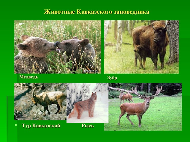 Животные Кавказского заповедника  Зубр Медведь  Олень Тур Кавказский Рысь 