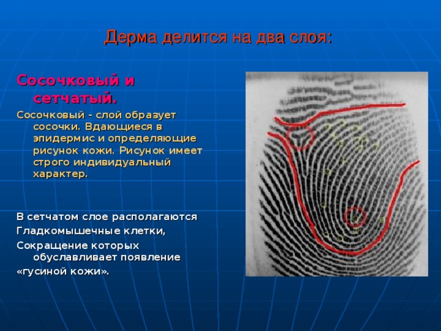 Дерма делится на два слоя: Сосочковый и сетчатый.  Сосочковый - слой образует сосочки. Вдающиеся в эпидермис и определяющие рисунок кожи. Рисунок имеет строго индивидуальный характер.   В сетчатом слое располагаются Гладкомышечные клетки, Сокращение которых обуславливает появление «гусиной кожи».  