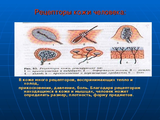 Рецепторы кожи человека: В коже много рецепторов, воспринимающих тепло и холод, прикосновения, давление, боль. Благодаря рецепторам находящимся в коже и мышцах, человек может определять размер, плотность, форму предметов . 