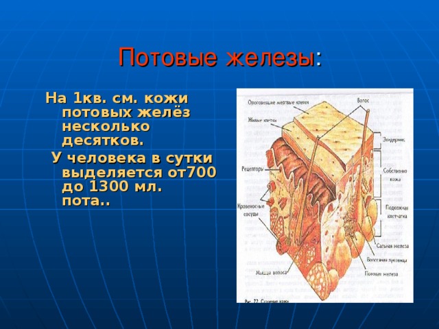 Потовые железы у человека. Потовые железы расположены. Строение потовых желез. Потовые железы в коже человека.