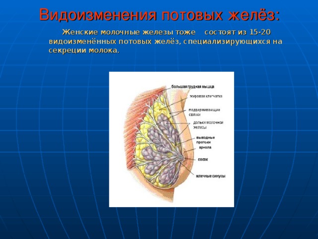 Видоизменения потовых желёз:  Женские молочные железы тоже состоят из 15-20 видоизменённых потовых желёз, специализирующихся на секреции молока. 