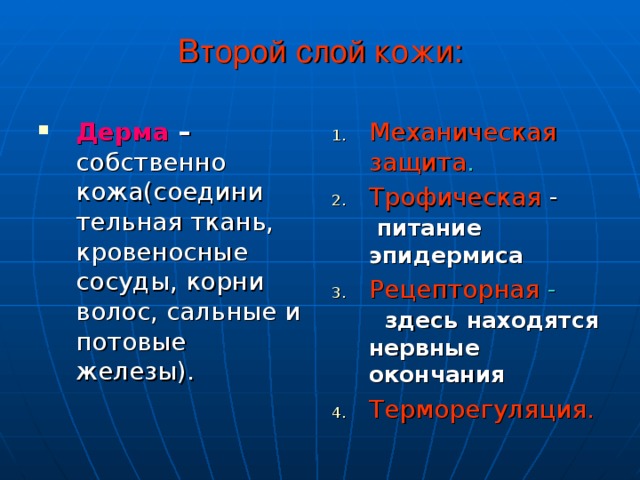 Второй слой кожи: Дерма – собственно кожа(соедини тельная ткань, кровеносные сосуды, корни волос, сальные и потовые железы). Механическая защита . Трофическая - питание эпидермиса Рецепторная -  здесь  находятся нервные окончания Терморегуляция. 