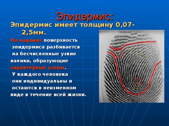 Эпидермис: Эпидермис имеет толщину 0,07-2,5мм. На ладонях поверхность  эпидермиса разбивается  на бесчисленные узкие валики, образующие характерные узоры .  У каждого человека  они индивидуальны и  остаются в неизменном виде в течение всей жизни.  