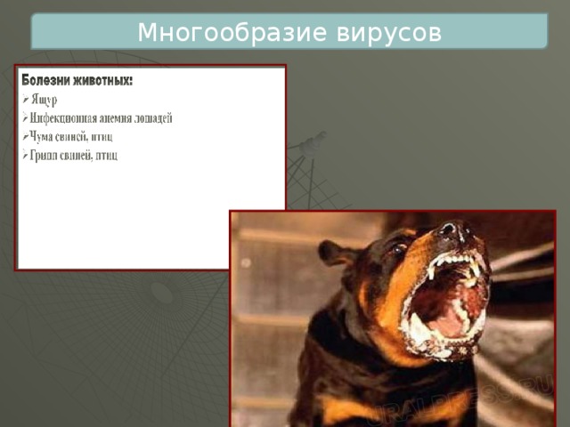 Многообразие вирусов 