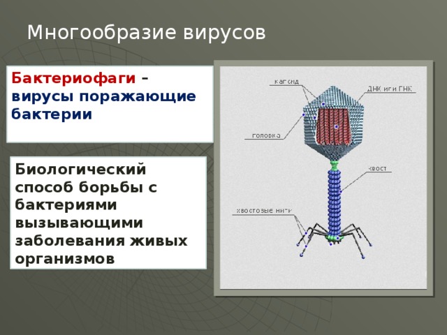 Многообразие вирусов Бактериофаги – вирусы поражающие бактерии  Биологический способ борьбы с бактериями вызывающими заболевания живых организмов 6 