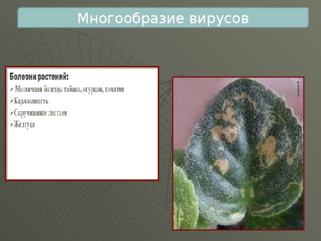 Многообразие вирусов 