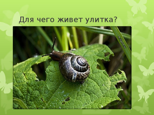 Для чего живет улитка? 