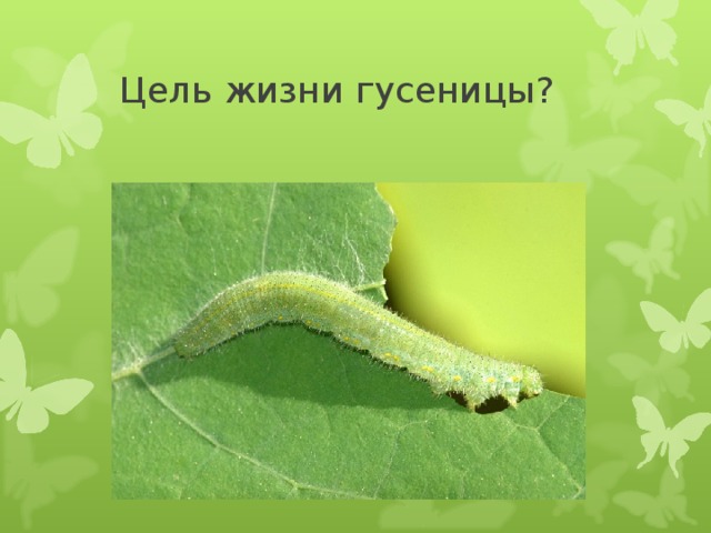  Цель жизни гусеницы? 