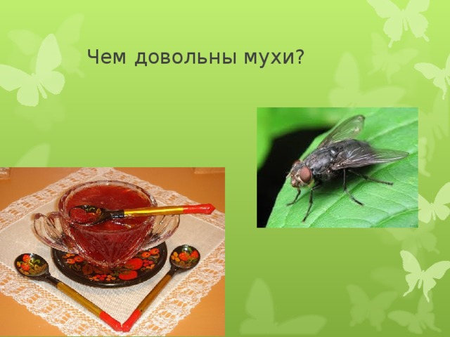  Чем довольны мухи? 