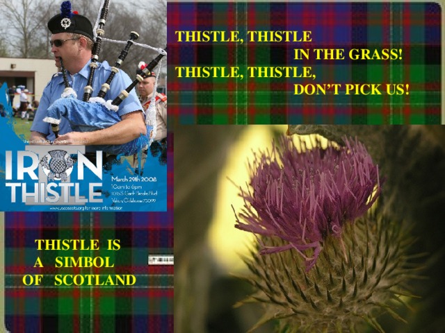 THISTLE, THISTLE  IN THE GRASS! THISTLE, THISTLE,  DON’T PICK US!  THISTLE IS A SIMBOL  OF SCOTLAND 