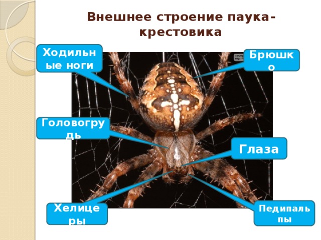 Внешнее строение паука крестовика презентация