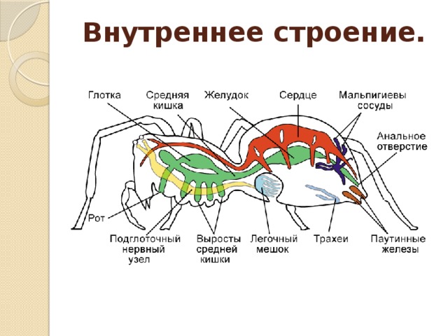 Внутреннее строение. 