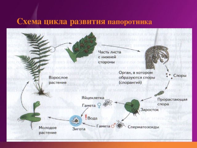 Какими цифрами обозначены на рисунке цикл развития папоротника гаплоидные стадии развития