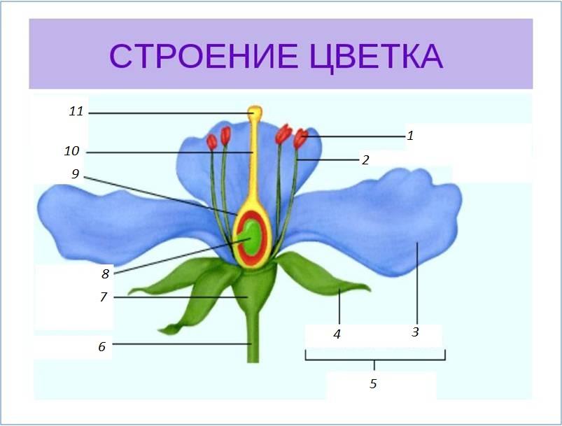 Kontrolnaya Rabota Po Biologii Po Teme Cvetok I Ego Stroenie