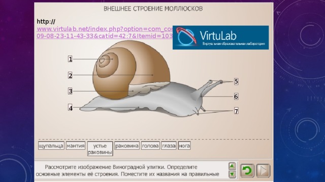 Лабораторная работа внешнее строение моллюска. ВИРТУЛАБ внешнее строение моллюсков. ВИРТУЛАБ нет. Www.virtulab.net_биология_8 класс_. Http://www.virtulab.net.