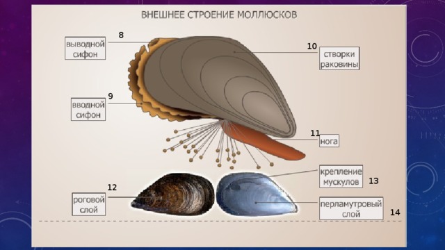 Состав мидии схема