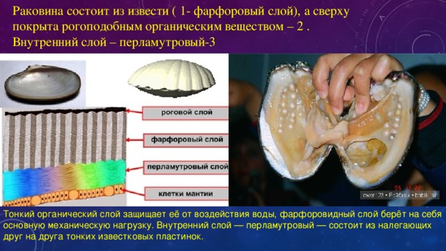 Перламутровый слой. Раковина моллюсков состоит строение. Слои раковины у моллюсков. Строение раковины моллюсков слои. Строение раковины моллюска.