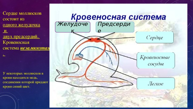 Сердце моллюсков. Кровеносная система моллюсков состоит. Сердце моллюсков состоит из. Кровеносная система моллюсков сердце. Кровеносная система моллюсков состоит из.