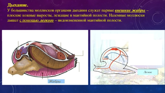 Органы дыхания моллюсков расположены