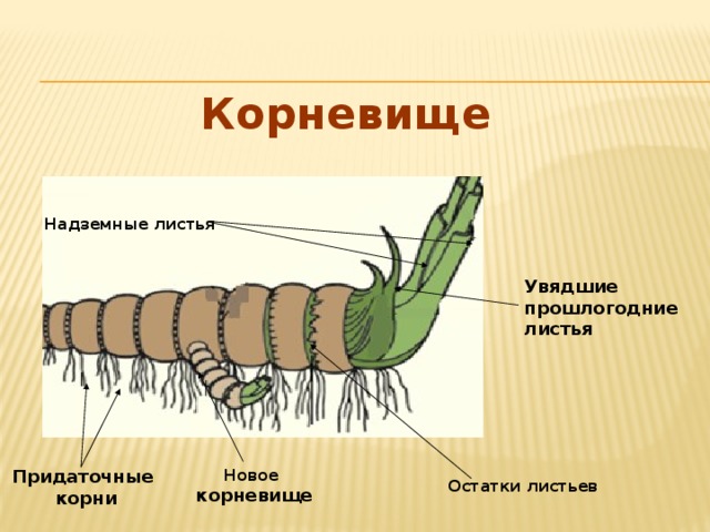 Строение корневища биология. Строение корневища. Корневище схема. Схема строения корневища. Корневище и корень различия.