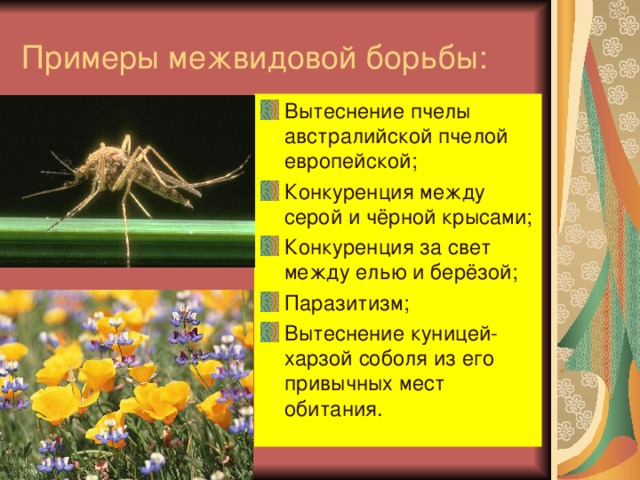 Примеры межвидовой борьбы. Межвидовая борьба примеры. Межвидовая борьба примеры животных. Межвидовая борьба примеры растений. Вытеснение пчелы австралийской пчелой европейской.