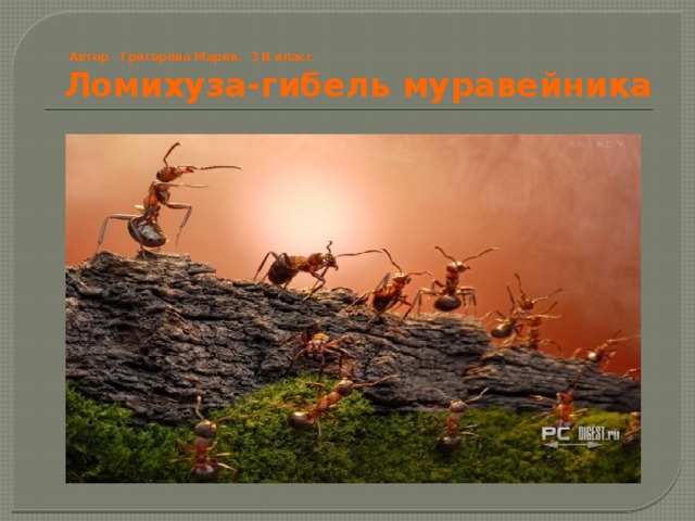 Автор Григорова Мария. 3 В класс Ломихуза-гибель муравейника 