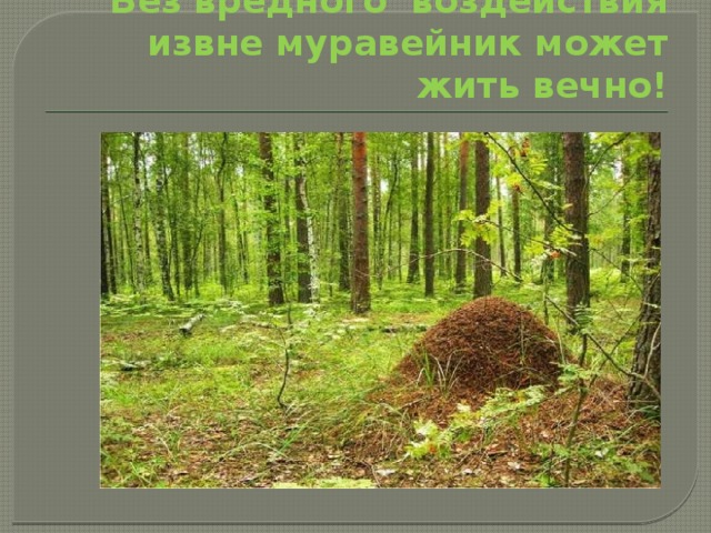 Без вредного воздействия извне муравейник может жить вечно! 