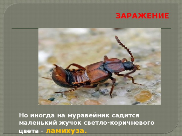 ЗАРАЖЕНИЕ    Но иногда на муравейник садится маленький жучок светло-коричневого цвета - ламихуза. 