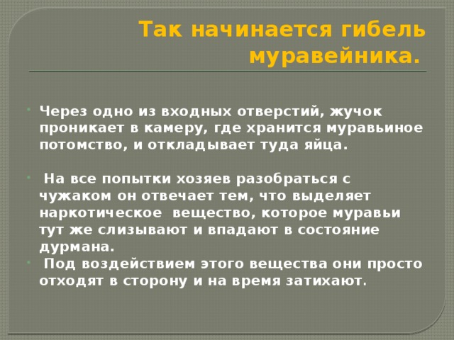Так начинается гибель муравейника.  Через одно из входных отверстий, жучок проникает в камеру, где хранится муравьиное потомство, и откладывает туда яйца.  На все попытки хозяев  разобраться с чужаком он отвечает тем, что выделяет наркотическое вещество, которое муравьи тут же слизывают и впадают в состояние дурмана.  Под воздействием этого вещества они просто отходят в сторону и на время затихают . 