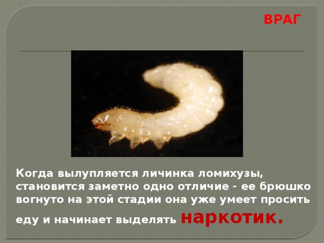 ВРАГ  Когда вылупляется личинка ломихузы, становится заметно одно отличие - ее брюшко вогнуто на этой стадии она уже умеет просить еду и начинает выделять наркотик. 