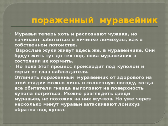 пораженный муравейник Муравьи теперь хоть и распознают чужака, но начинают заботиться о личинке ломихузы, как о собственном потомстве.  Взрослые жуки живут здесь же, в муравейнике. Они будут жить тут до тех пор, пока муравейник в состоянии их кормить.  Но пока этот процесс происходит под куполом и скрыт от глаз наблюдателя. Отличить пораженный муравейник от здорового на этой стадии можно лишь в солнечную погоду, когда все обитатели гнезда выползают на поверхность купола погреться. Можно разглядеть среди муравьев, не похожих на них жучков. Но уже через несколько минут муравьи затаскивают ломихуз обратно под купол. 