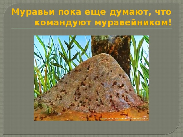 Муравьи пока еще думают, что командуют  муравейником! 