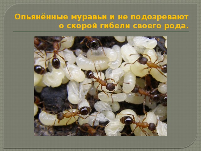 Опьянённые муравьи и не подозревают о скорой гибели своего рода. 