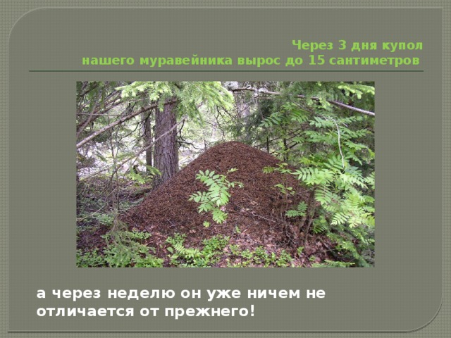  Через 3 дня купол нашего муравейника вырос до 15 сантиметров а через неделю он уже ничем не отличается от прежнего! 