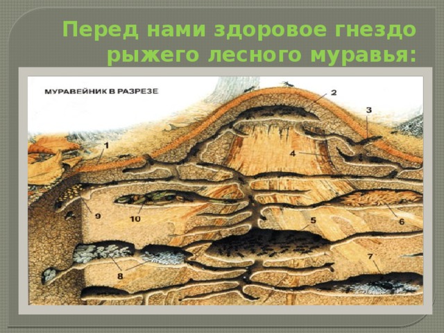 Перед нами здоровое гнездо рыжего лесного муравья: 