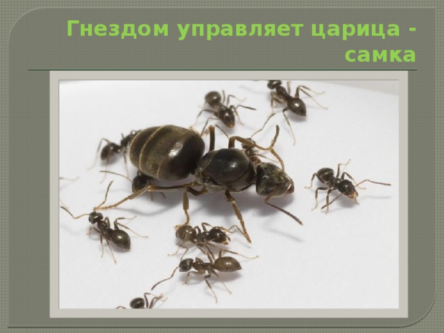  Гнездом управляет царица - самка 