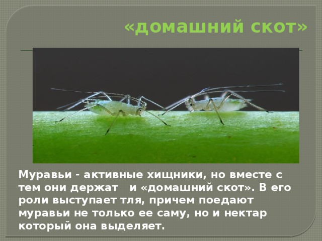«домашний скот»  Муравьи - активные хищники, но вместе с тем они держат и «домашний скот». В его роли выступает тля, причем поедают муравьи не только ее саму, но и нектар который она выделяет. 