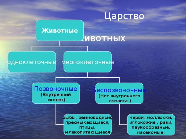 Царство  животных Животные одноклеточные многоклеточные Позвоночные Беспозвоночные (Внутренний  скелет) (Нет внутреннего  скелета )   черви, моллюски, иглокожие ,  раки, паукообразные, насекомые.  рыбы,  земноводные, пресмыкающиеся, птицы, млекопитающиеся 